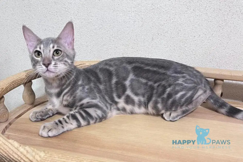 Gala Bengal female blue spotted tabby live animals