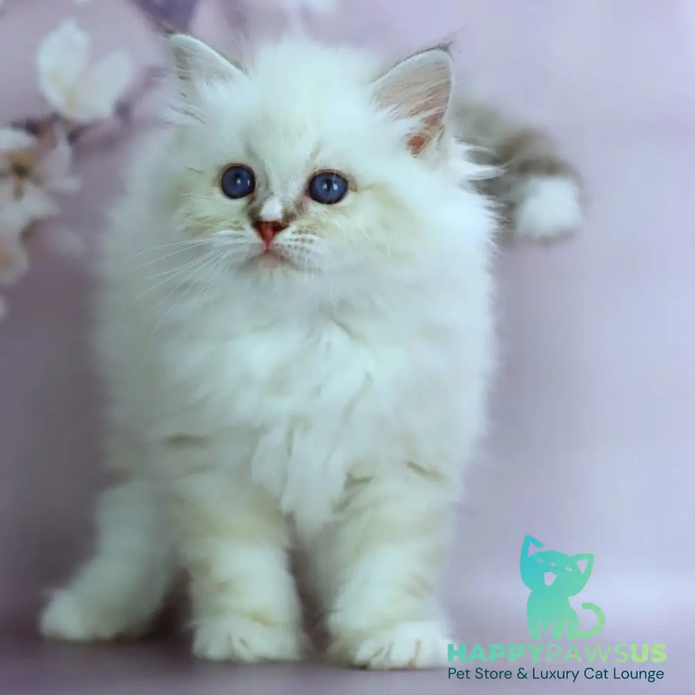 Gala Siberian female black silver with white tabby pointed - live animals