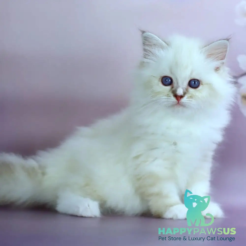 Gala Siberian female black silver with white tabby pointed - live animals