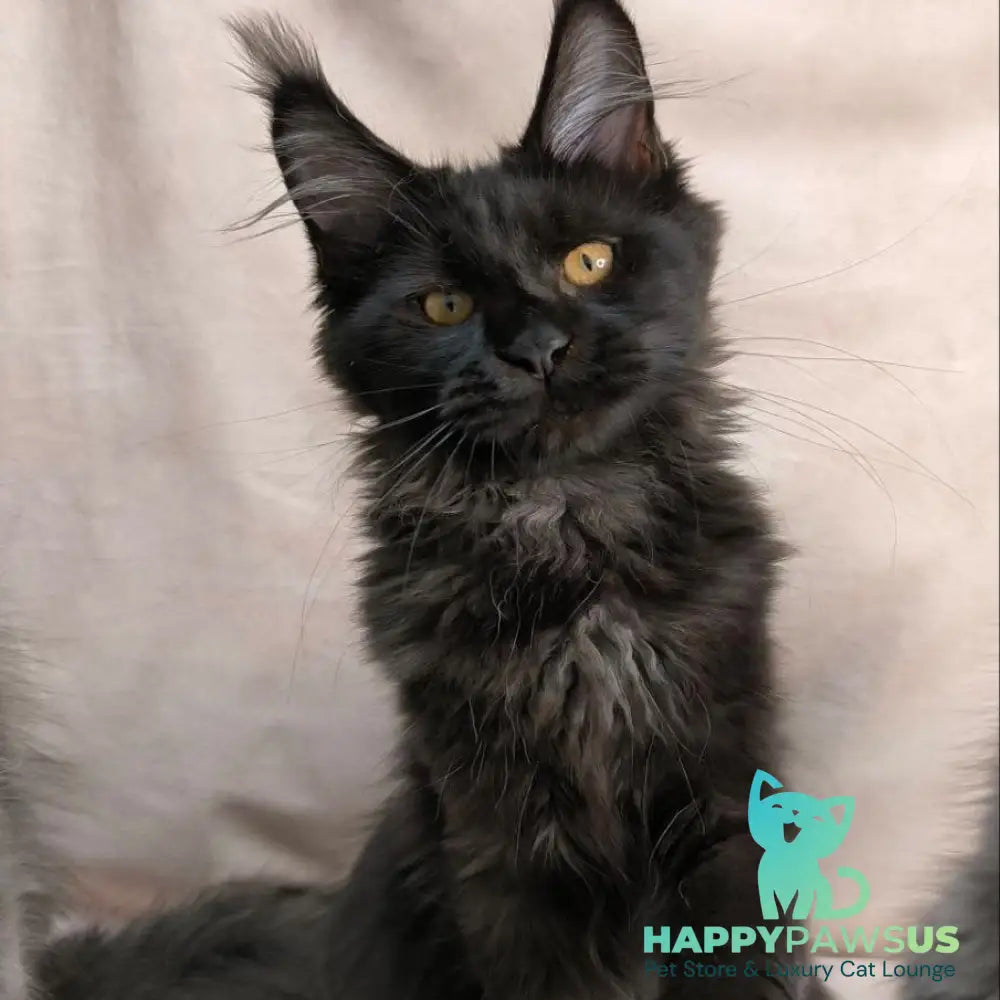 Galatea Maine Coon female black with white - live animals