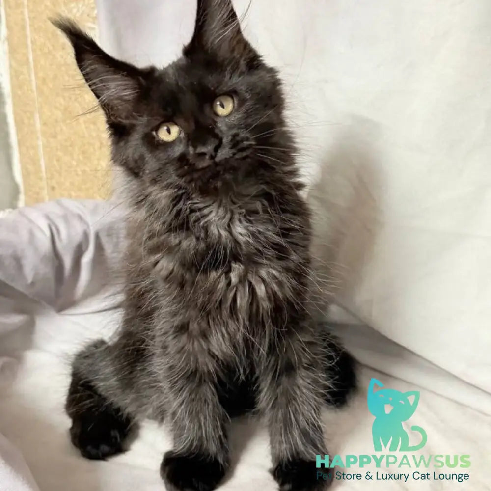 Galatea Maine Coon female black with white - live animals