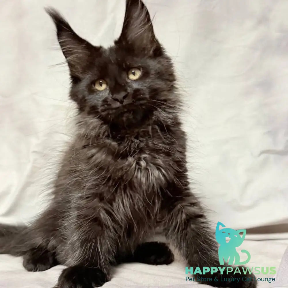 Galatea Maine Coon female black with white - live animals