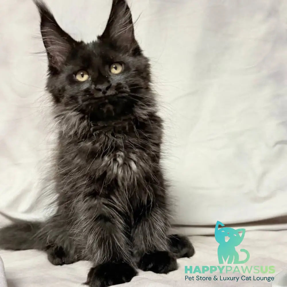 Galatea Maine Coon female black with white - live animals