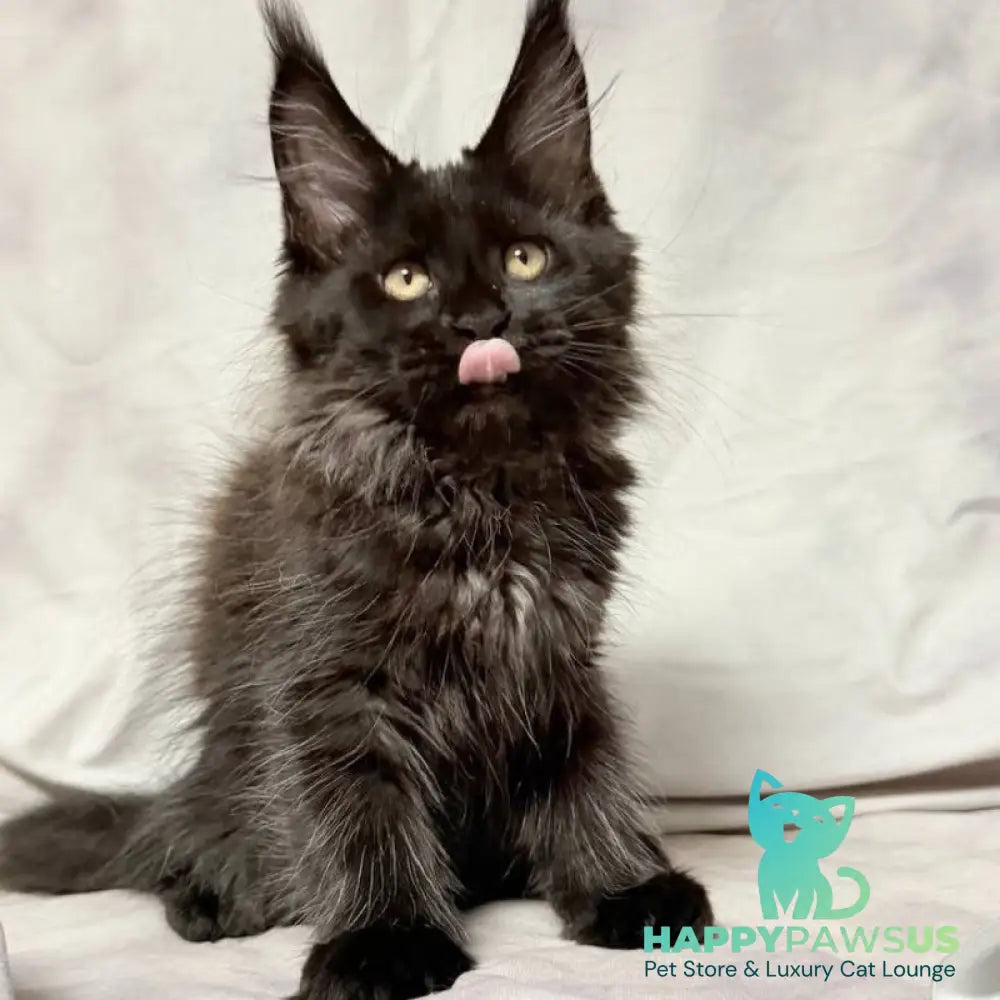 Galatea Maine Coon female black with white - live animals