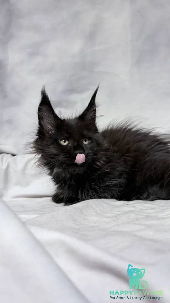 Galatea Maine Coon female black with white - live animals