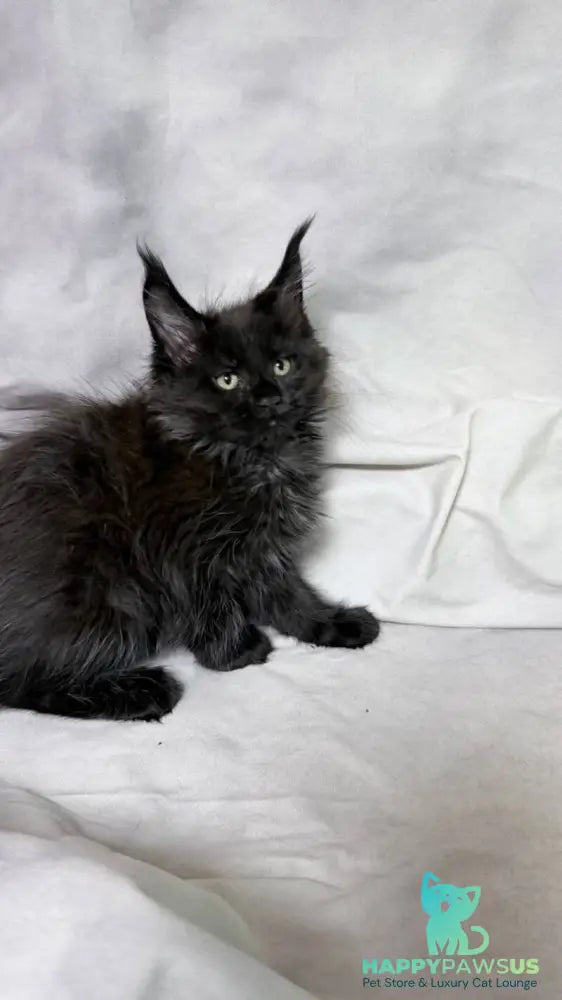 Galatea Maine Coon female black with white - live animals