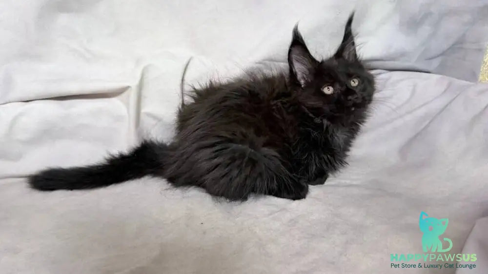 Galatea Maine Coon female black with white - live animals