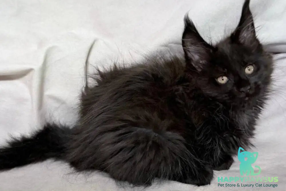 Galatea Maine Coon female black with white - live animals