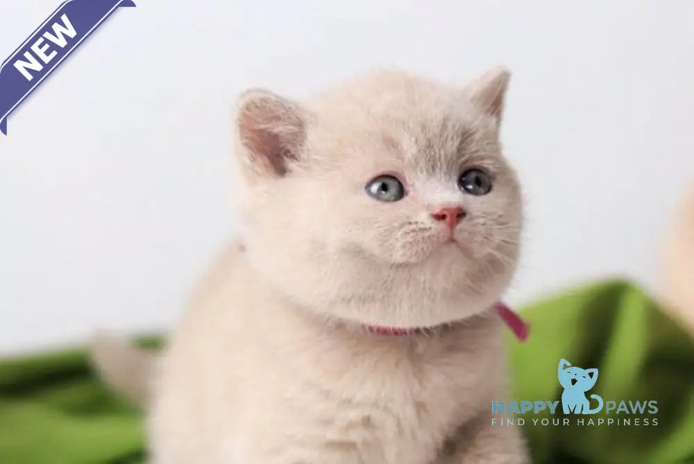 Galaxy British Shorthair female fawn live animals