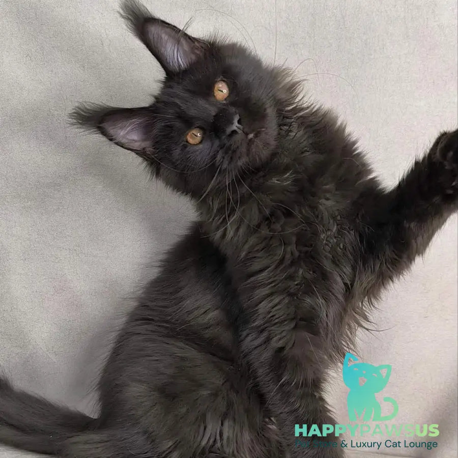 Galaxy Maine Coon female black with white - live animals