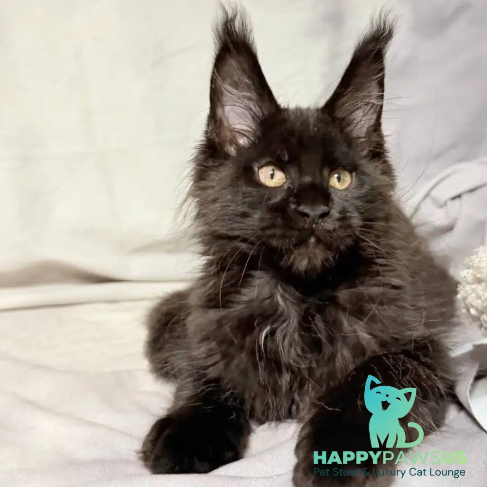 Galaxy Maine Coon female black with white - live animals