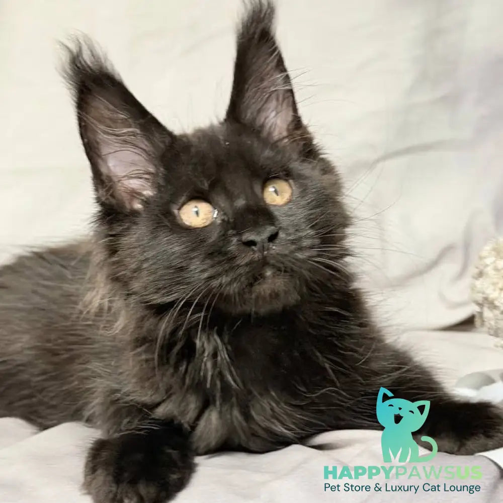 Galaxy Maine Coon female black with white - live animals