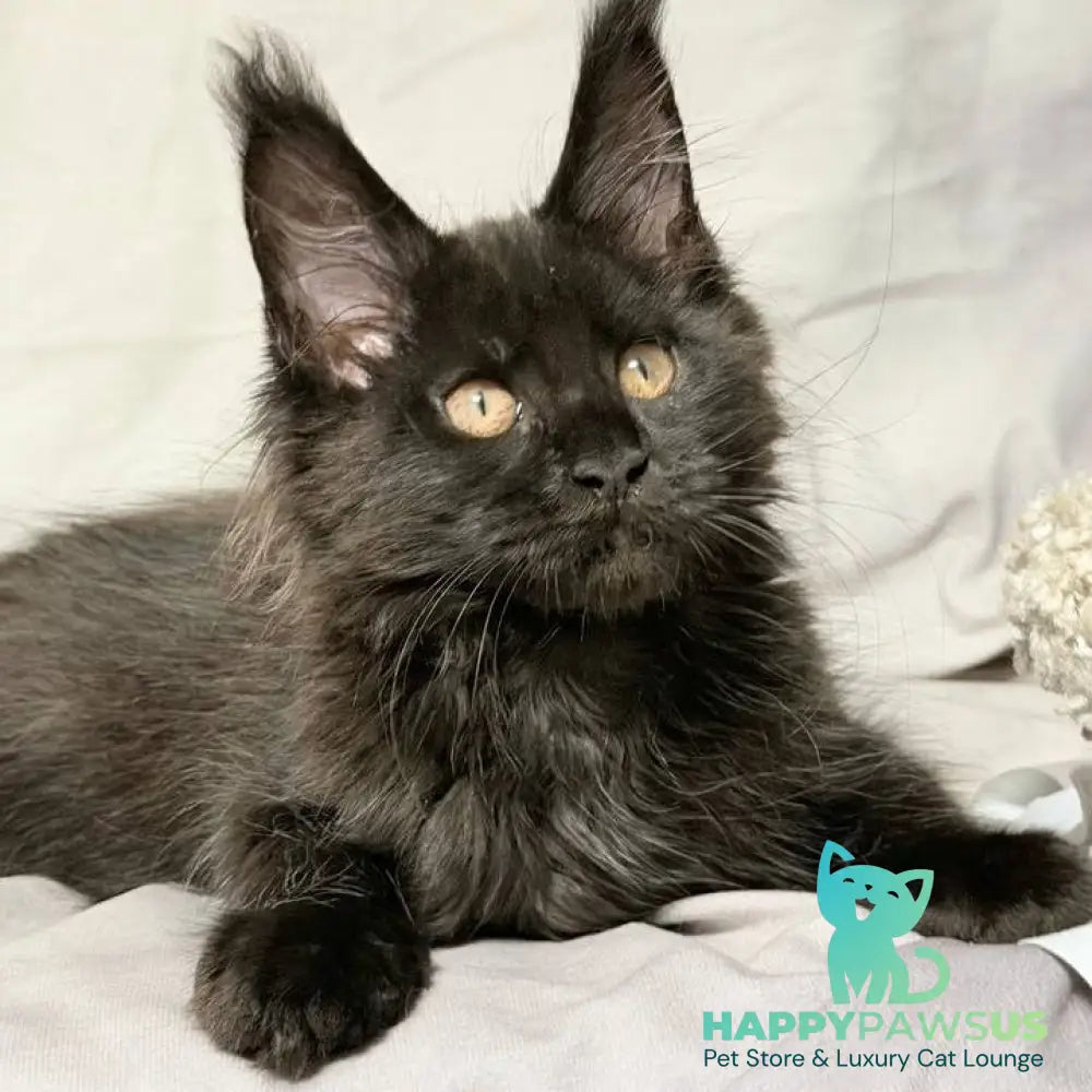 Galaxy Maine Coon female black with white - live animals