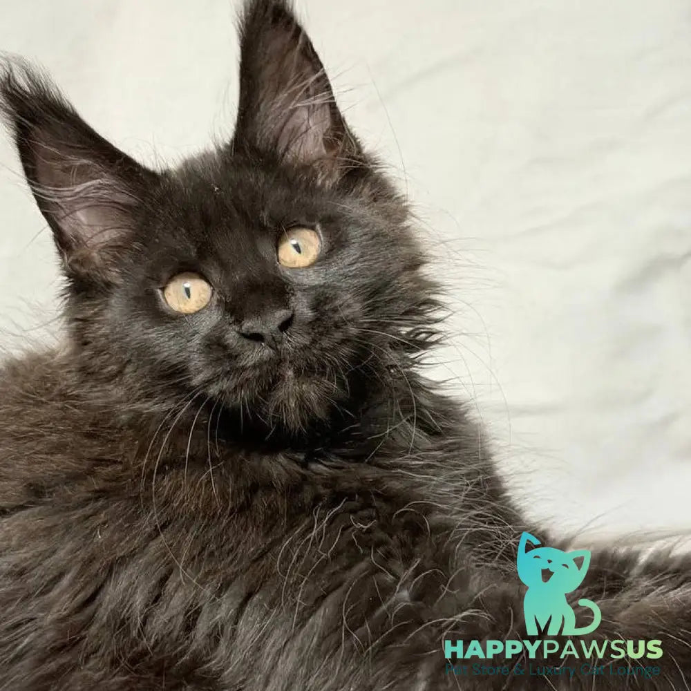 Galaxy Maine Coon female black with white - live animals