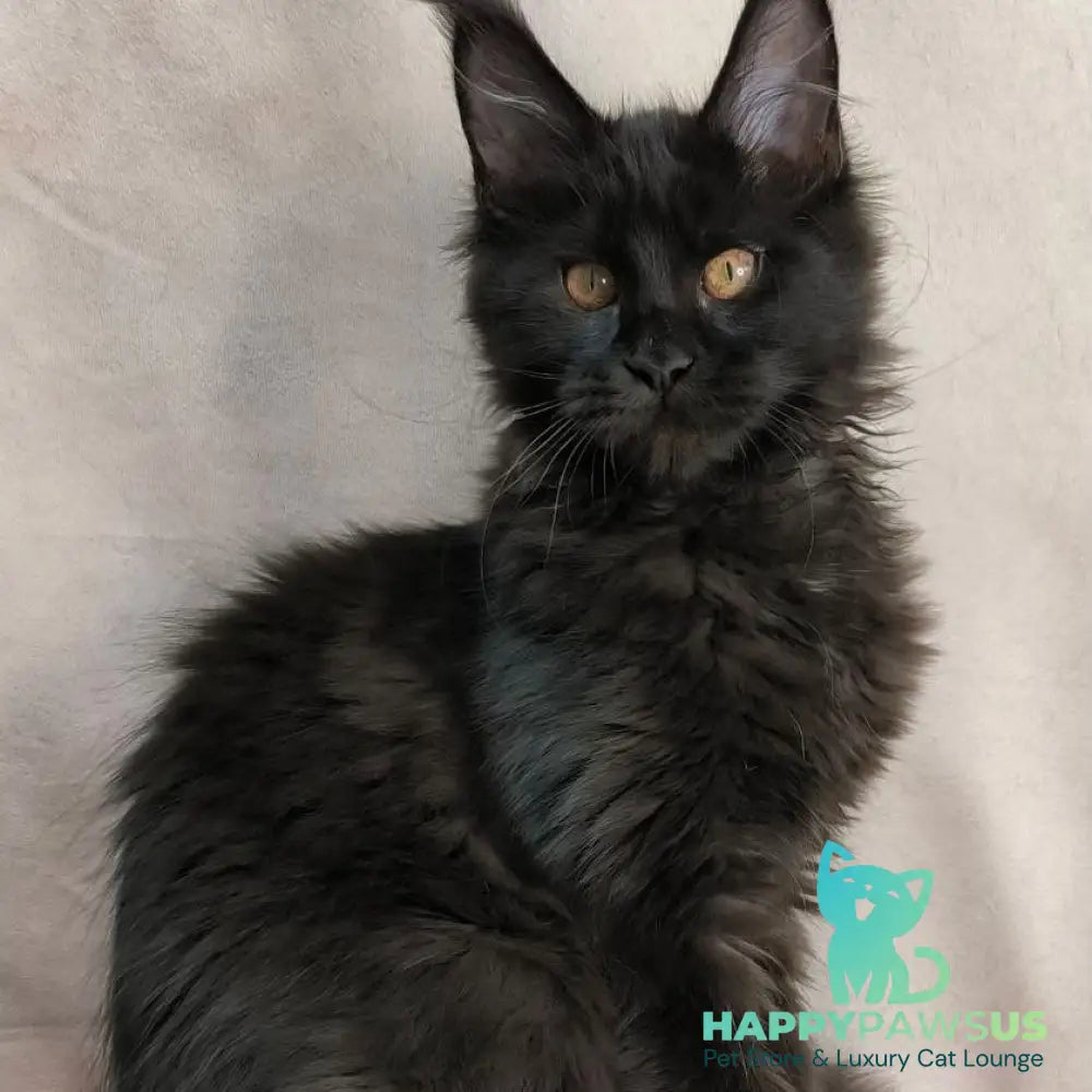 Galaxy Maine Coon female black with white - live animals