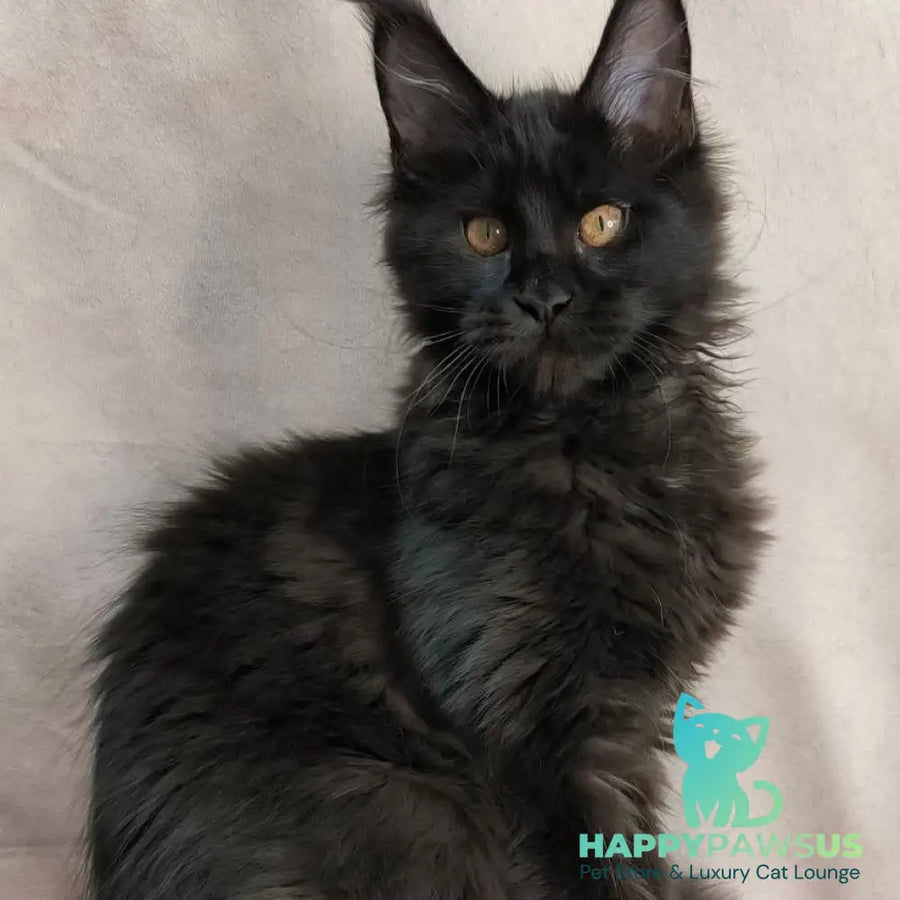 Galaxy Maine Coon female black with white - live animals