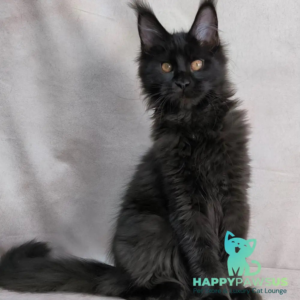 Galaxy Maine Coon female black with white - live animals