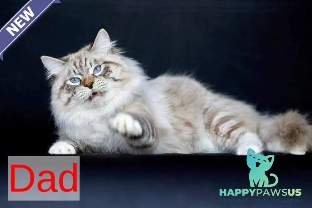 Galaxy Siberian female blue with white tabby pointed - live animals