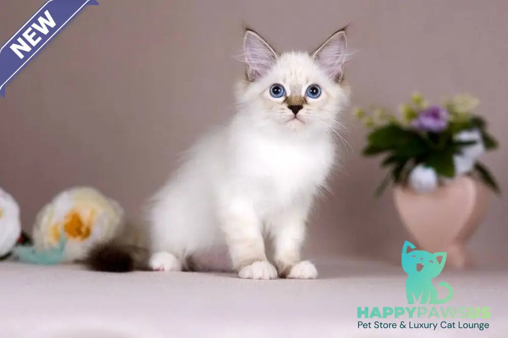 Galaxy Siberian female blue with white tabby pointed - live animals