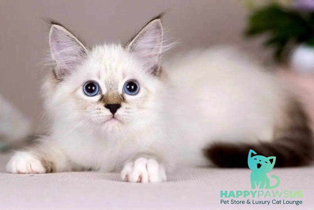 Galaxy Siberian female blue with white tabby pointed - live animals