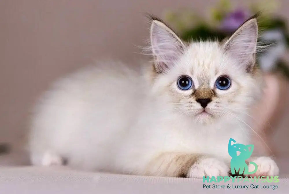 Galaxy Siberian female blue with white tabby pointed - live animals