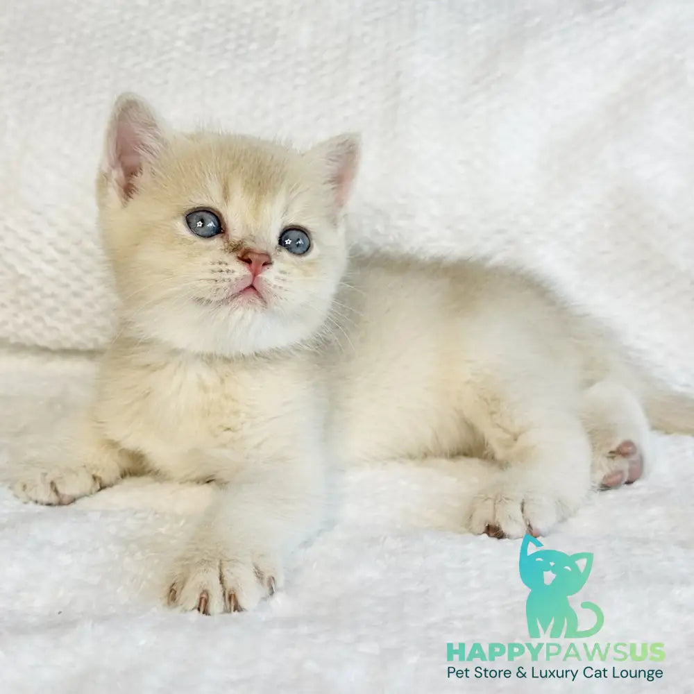 Galaxy Star British Shorthair male lilac golden shaded - live animals