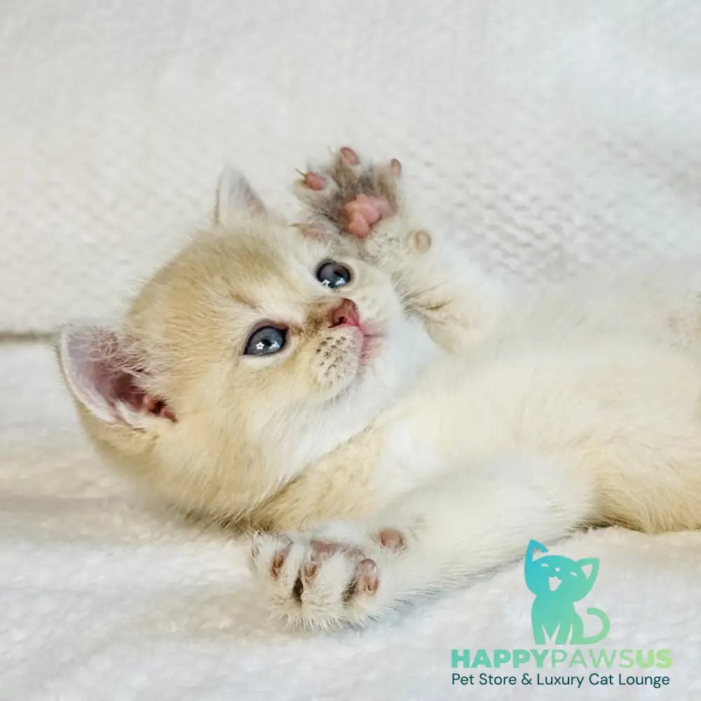 Galaxy Star British Shorthair male lilac golden shaded - live animals