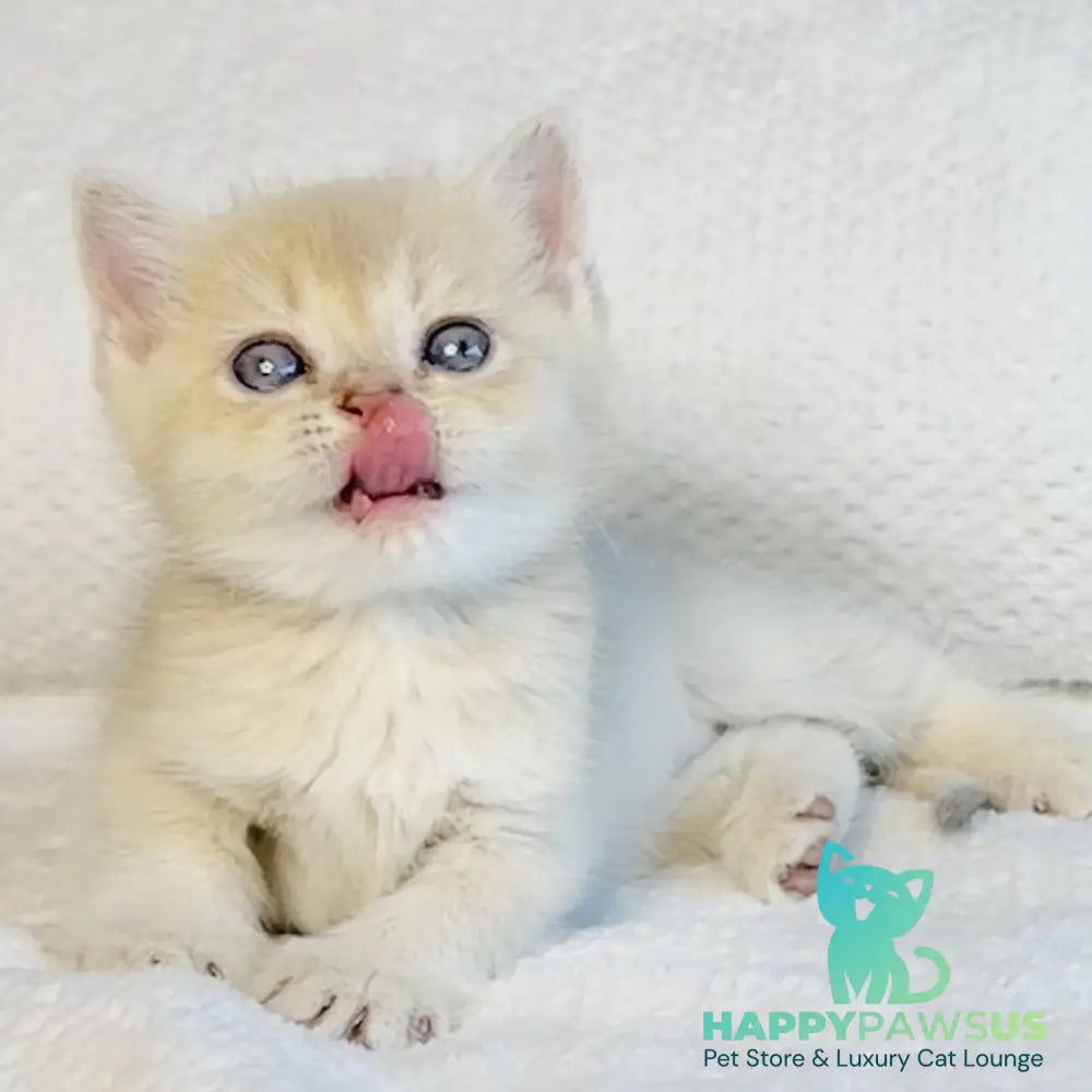 Galaxy Star British Shorthair male lilac golden shaded - live animals