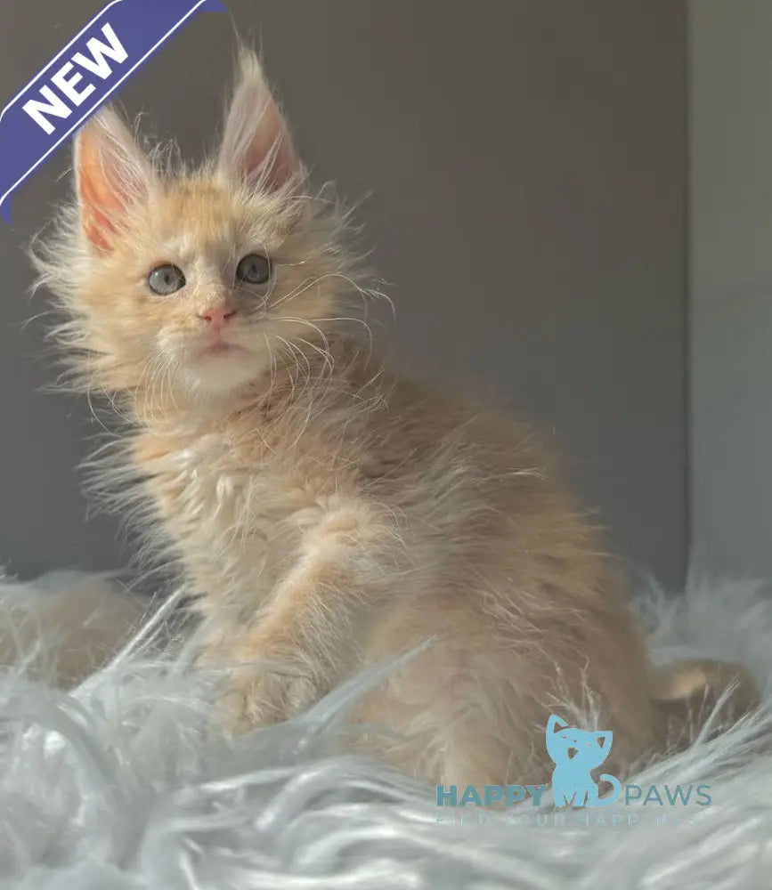 Galileу Maine Coon male cream live animals