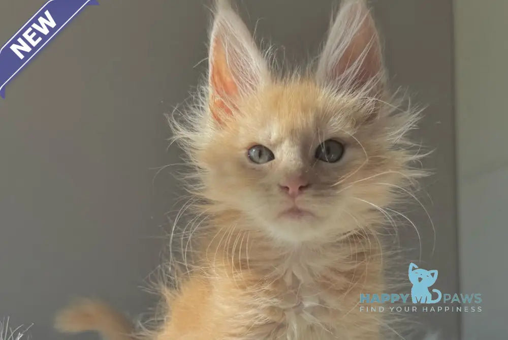 Galileу Maine Coon male cream live animals