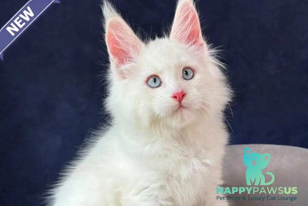 Gambler Maine Coon male red silver chinchilla with white - live animals