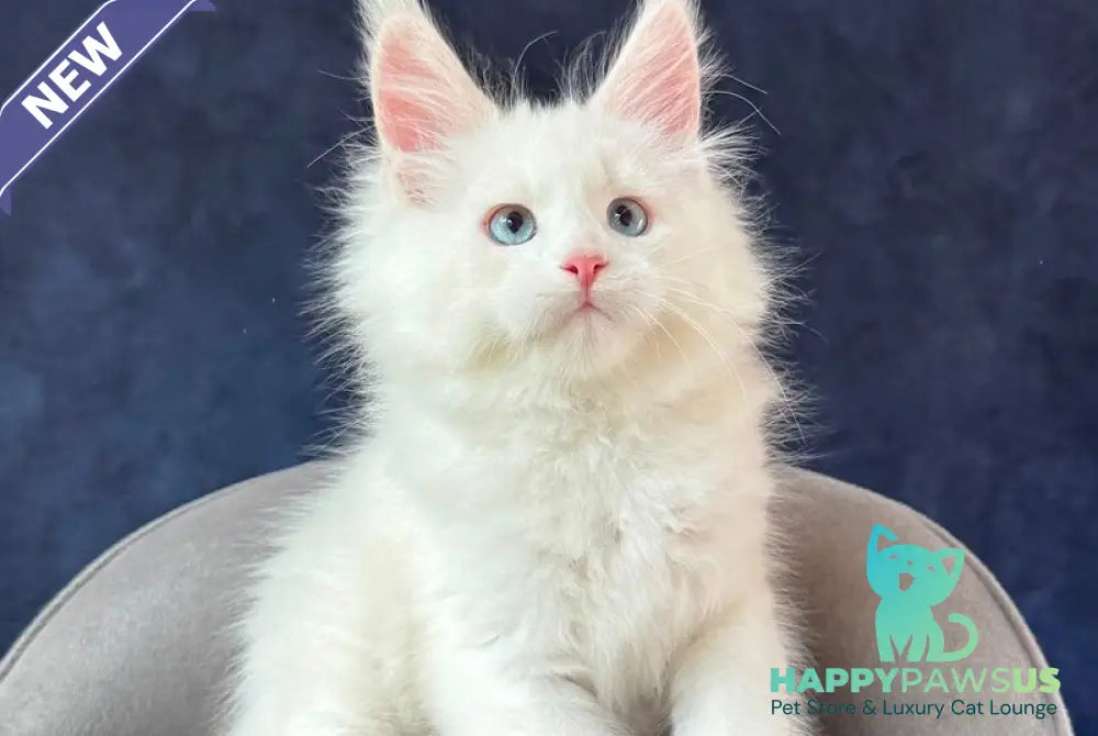 Gamin Maine Coon male cream silver shaded with white - live animals