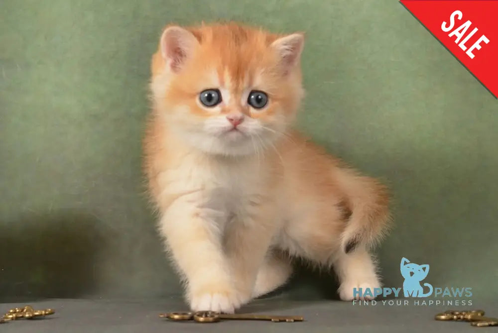 Gamlet British Shorthair male black golden chinchilla live animals