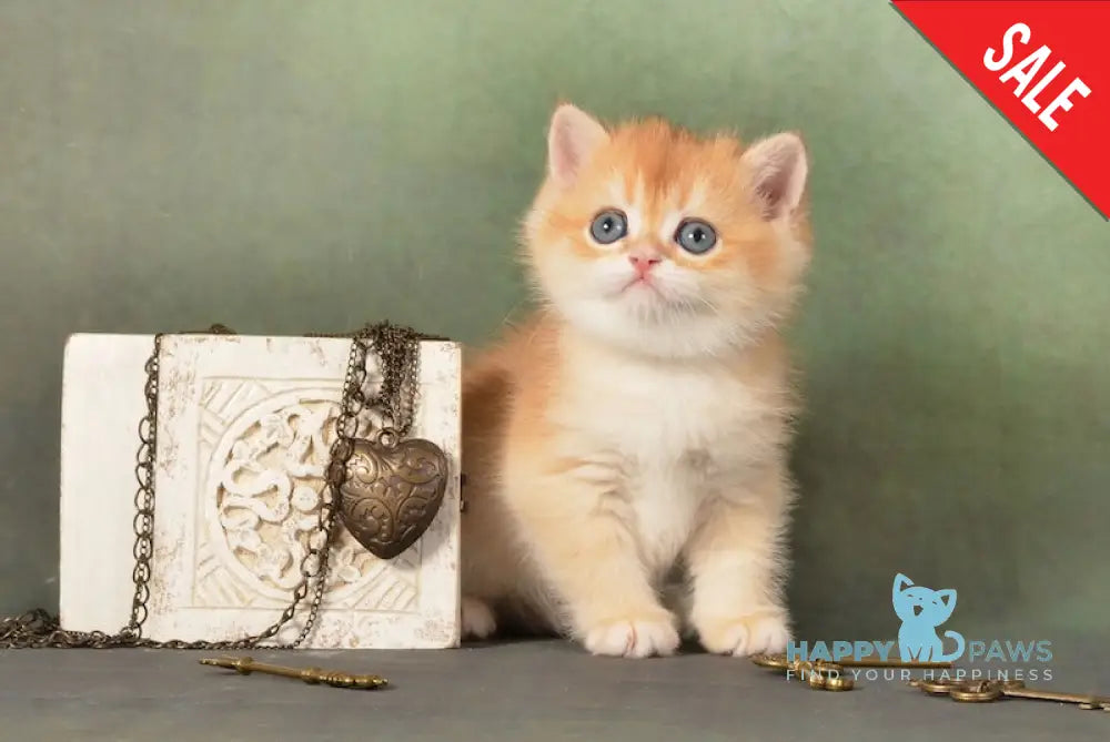 Gamlet British Shorthair male black golden chinchilla live animals