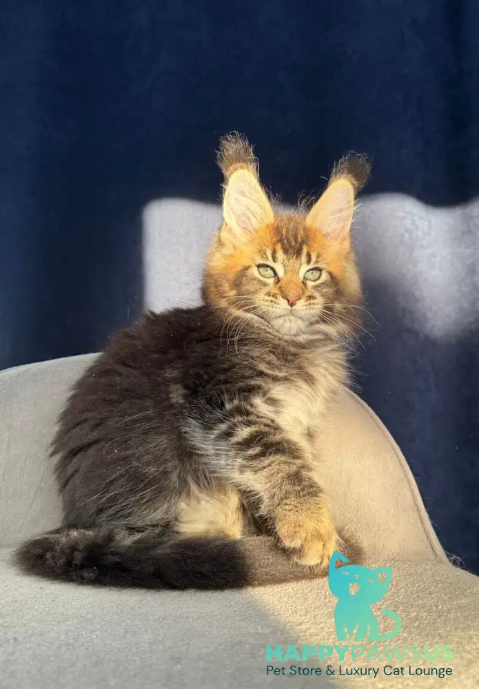 Ganova Maine Coon male black ticked tabby live animals