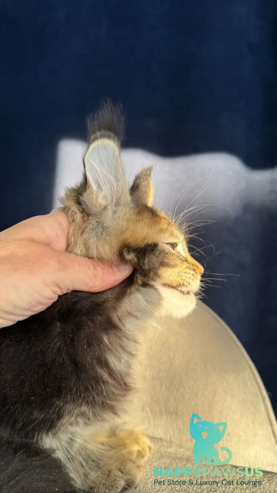 Ganova Maine Coon male black ticked tabby live animals