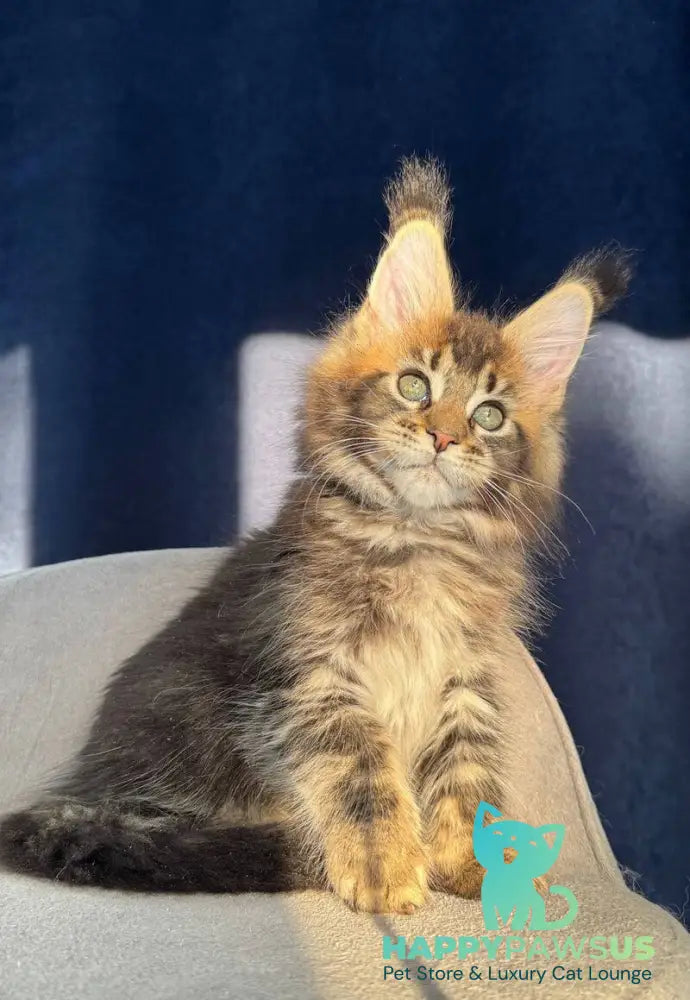 Ganova Maine Coon male black ticked tabby live animals