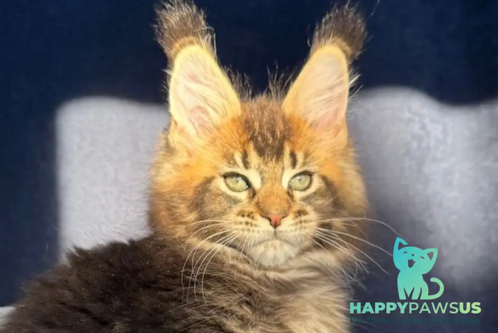 Ganova Maine Coon male black ticked tabby live animals