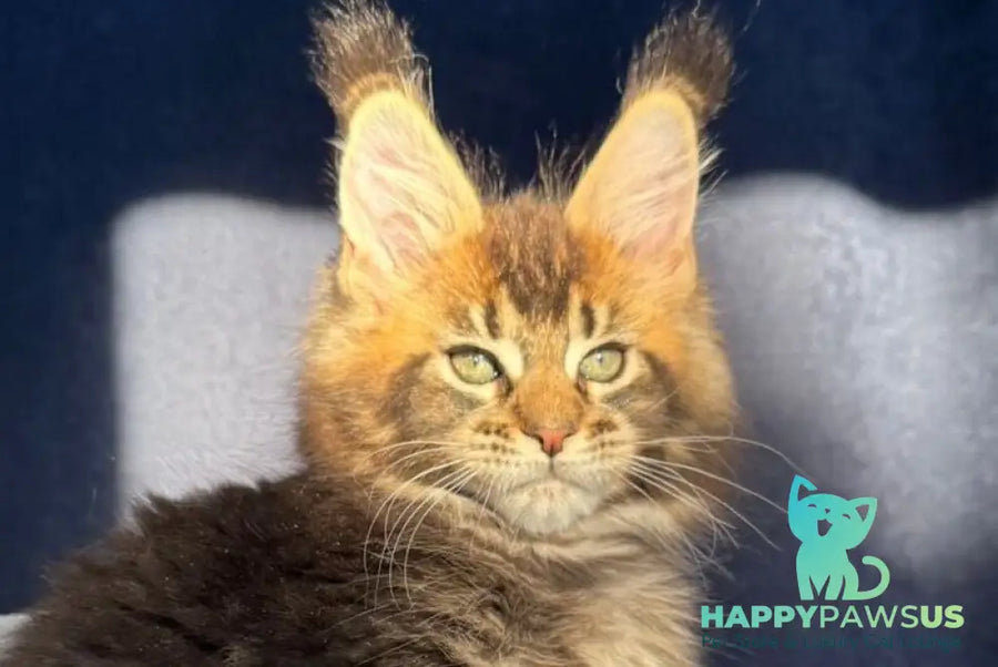 Ganova Maine Coon male black ticked tabby live animals