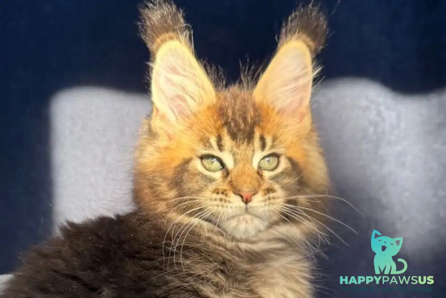Ganova Maine Coon male black ticked tabby live animals