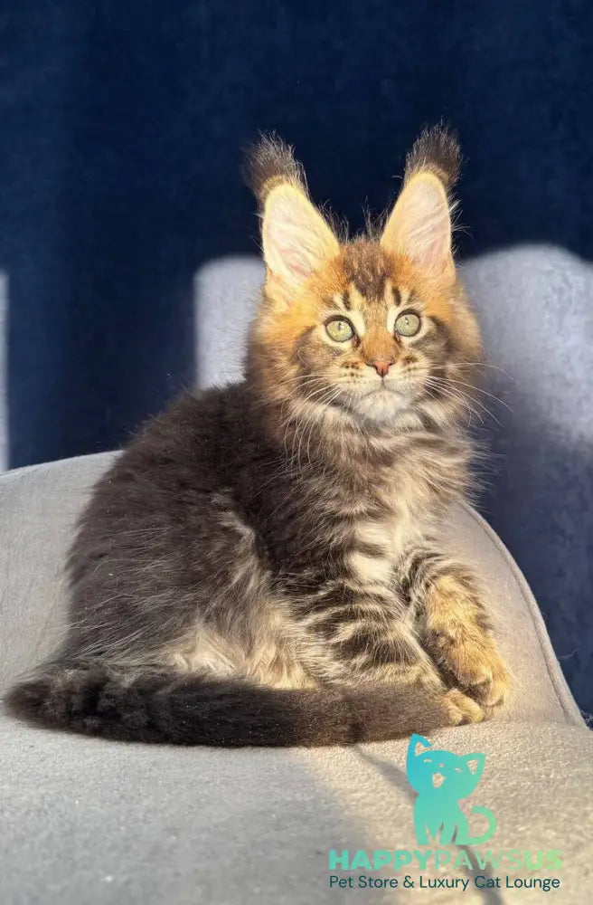 Ganova Maine Coon male black ticked tabby live animals