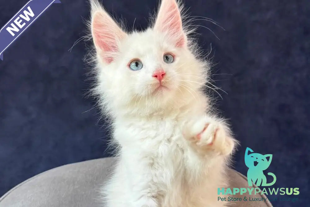 Gar Gar Maine Coon male red silver with white - live animals