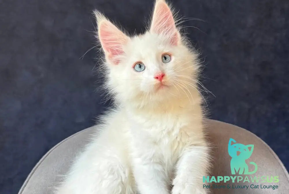 Gar Gar Maine Coon male red silver with white - live animals