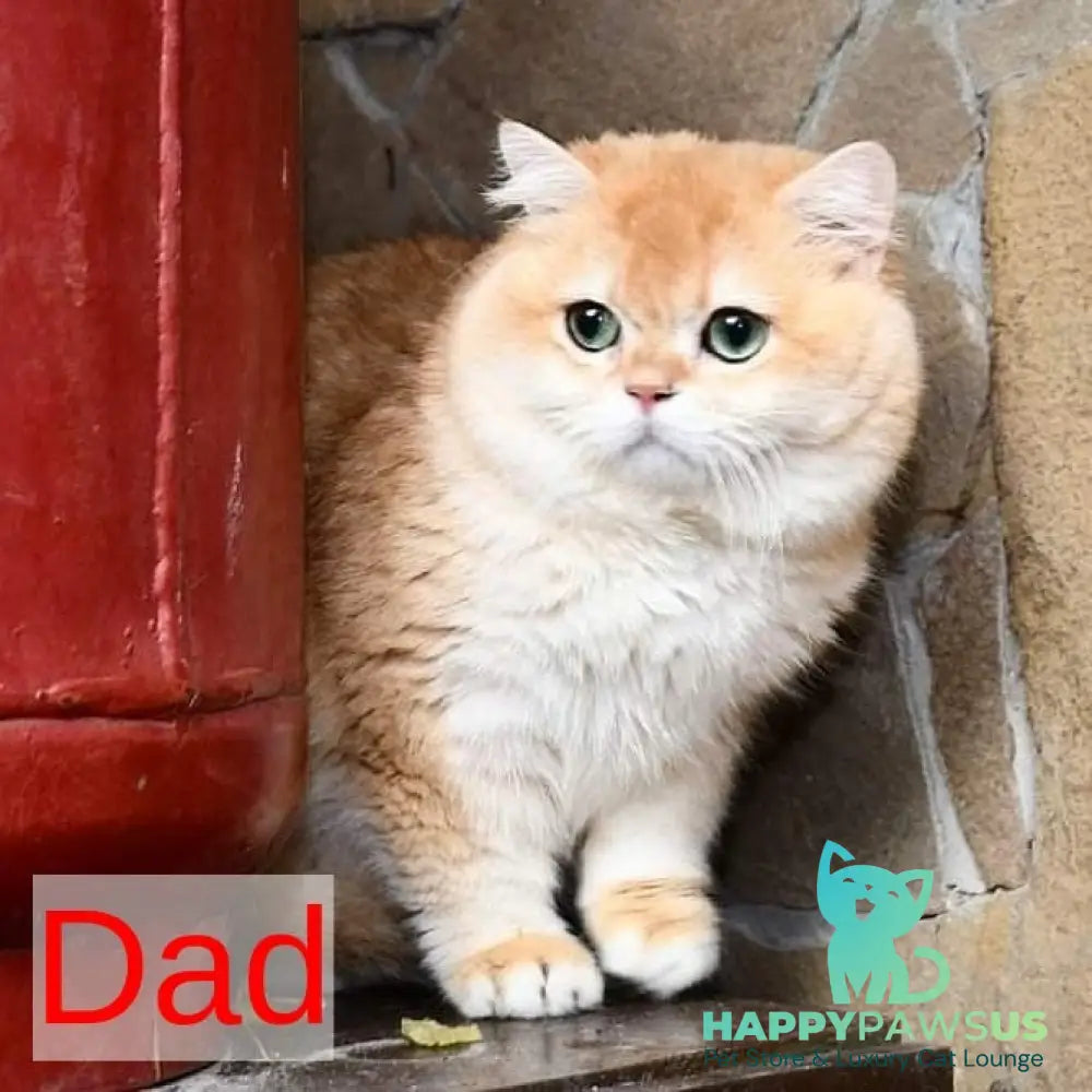 Garfield British Shorthair male blue golden chinchilla - live animals