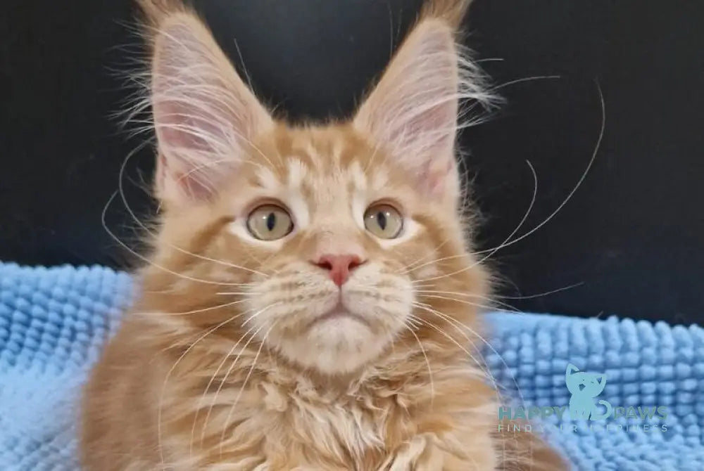 Garfield Maine Coon male red live animals