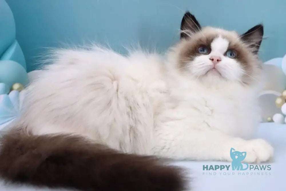 Garfield Ragdoll male black bicolour live animals