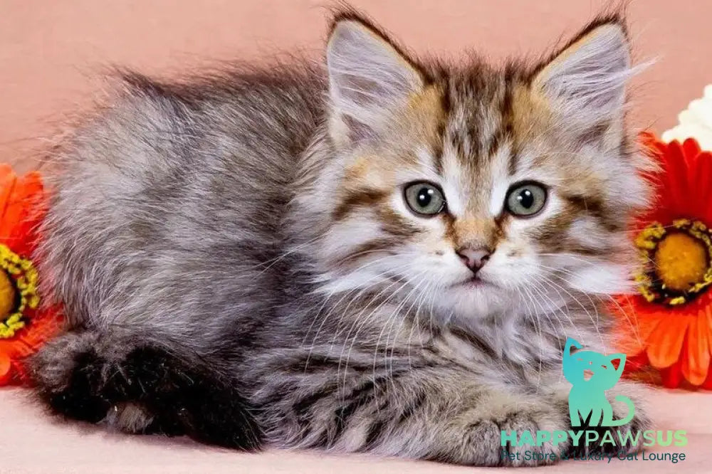 Garfield Siberian male black spotted tabby - live animals