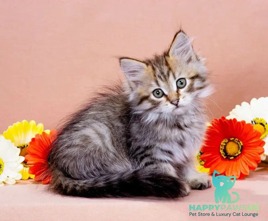 Garfield Siberian male black spotted tabby - live animals