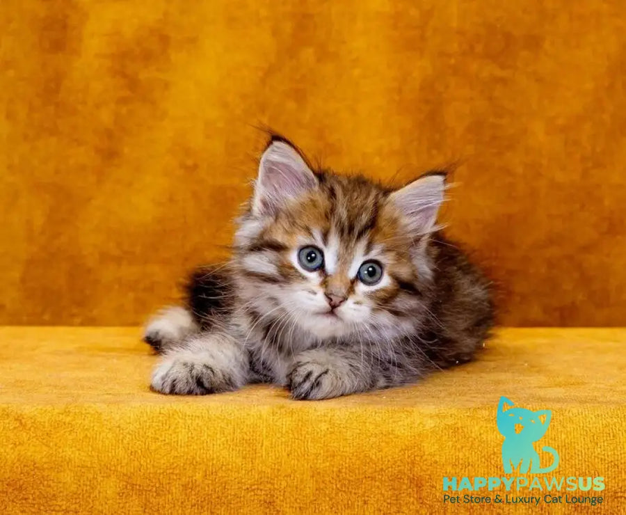 Garfield Siberian male black spotted tabby - live animals