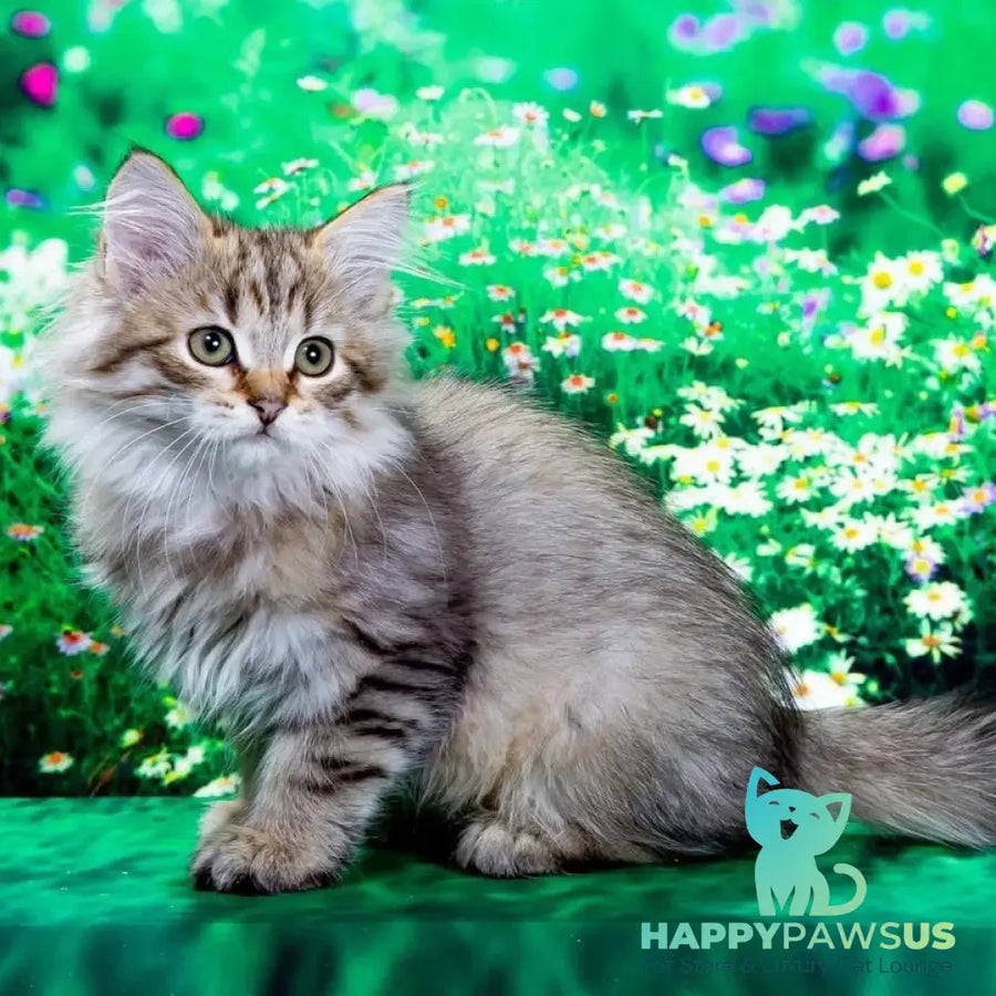Garfield Siberian male black spotted tabby - live animals